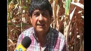 ECOAGRO Maiz Sustentable con Harina de Roca [upl. by Ahseenat383]