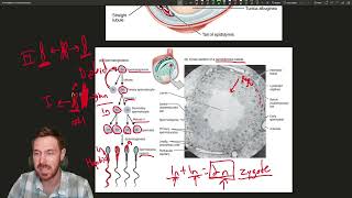 Exploring the Male Reproductive System Anatomy Functions and Hormonal Regulation [upl. by Ojibbob]