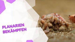 Planarien im Aquarium bekämpfen mit oder ohne Chemie so wirst du die Schädlinge schnell wieder los [upl. by Hannan341]