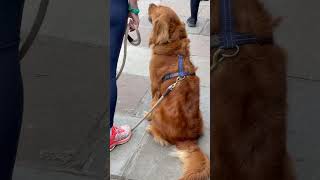 Nova Scotia Duck Tolling Retriever [upl. by Haiacim901]