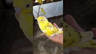 cute Australian parrots shorts parrot viral parakeet short shortvideo [upl. by Carlo]