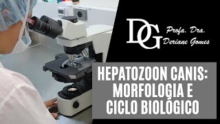 019 Hepatozoon canis Morfologia e Ciclo Biológic [upl. by Yeliac]