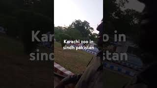 Karachi zoo in sindh pakistan [upl. by Asserak999]