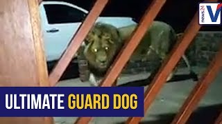 Farm murders Free State farmer employs lion as a guard dog [upl. by Selie]