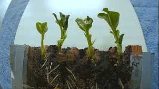 Beans Growing HD Time Lapse Photography [upl. by Ariaek]