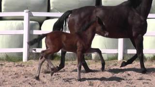 wwwreitschulesandbrinkde foal FOR COMPLIMENT  DON DIAMOND [upl. by Buchbinder558]