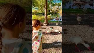 kidsfun familyvlog animals birds familyfun kidsvideo sarasota florida lifestyle nature [upl. by Atalee]