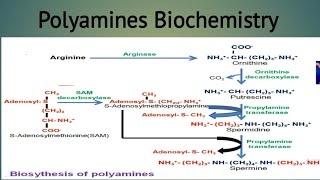 polyamines  important biological amines [upl. by Paddie]