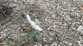 Sphinx Moth Amazing Desert Insects [upl. by Brody408]