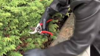 Prunethis How to prune shrubs like Juniper and Arborvitae [upl. by Sosthena]