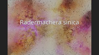 Radermachera sinica [upl. by Atiz]