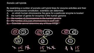 Somatic cell hybridization [upl. by Truscott]