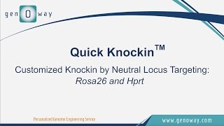 genOway  Quick Knockin by targeting Rosa26 or Hprt [upl. by Arracahs370]