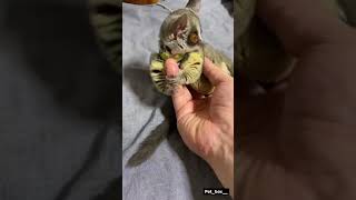 bushbaby pets petlover [upl. by Sifan]