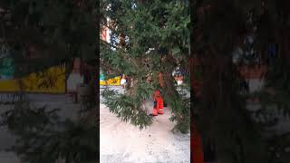 Der Weihnachtsbaum für Selb ist da [upl. by Enatan386]