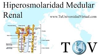 mecanismo contracorriente del riñon Formacion de orina concentrada y diluida [upl. by Gebhardt]