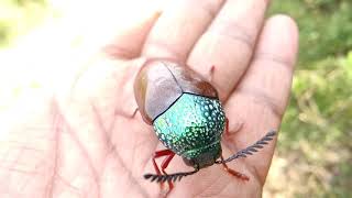 Flying Sound Of Different Jewel Beetles 🪲🐞 Part 3 [upl. by Cindee]