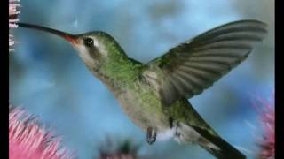 Gospel Hummingbirds  Swing Low Sweet Chariot [upl. by Sarat]