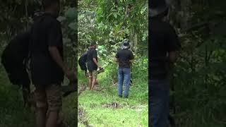 babi hutan terobos pemburu shorts [upl. by Starlene700]