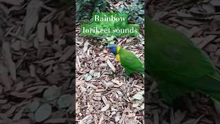 Wild Rainbow lorikeet sounds shorts birds birdsounds lorikeet nature animal [upl. by Humfrid]