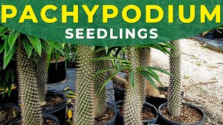 PACHYPODIUM SEEDLINGS TRANSPLANTING  Growing pachypodium from seeds part 2 [upl. by Neneek]