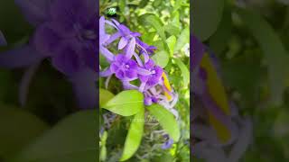 Petrea Flowers 🌸🌸🌸 nature trending flowers trending foryou shorts shortvideo petreaflower [upl. by Brookhouse]