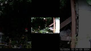 PIDGEON Solo breakfast again asmr nature short shorts wildlife birds education sparrow [upl. by Anna-Maria]