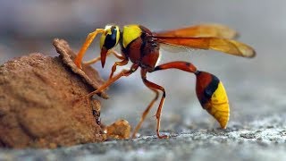 Top 13 Types Of WASPS to Look Out For This Summer [upl. by Bonni]