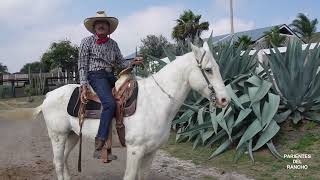 USO DE LA CUARTA EL FUETE Y LA VARA martinloza parientesdelrancho caballos [upl. by Scheers]