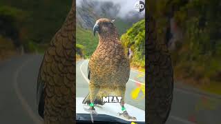 🐦 Meet the Kea The Parrot That Preys on Sheep 🐦❄️🐑 [upl. by Lucia817]