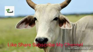 गाय पर निबंध कैसे लिखे  How to write essay on cow Essay on cow [upl. by Nakhsa]