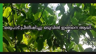 ആത്തച്ചക്ക  മുള്ളാത്ത  Soursop [upl. by Ardnohs78]