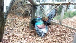 Ocellated Turkey Meleagris ocellata mating dance [upl. by Clay740]