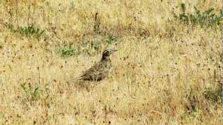 Flora and Fauna Argentina [upl. by Pytlik615]