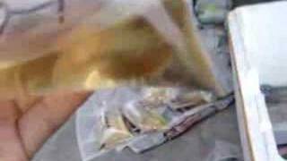 packing wild betta fish from hergun fish riau [upl. by Ekal]