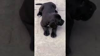 Cane corso puppy for sale [upl. by Justinian995]