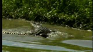 crocodile attack  Australia [upl. by Atnes]