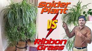 Spider and Ribbon Grass Similarities and Differences  Comparison between Ribbon and Spider Plant [upl. by Waterer]