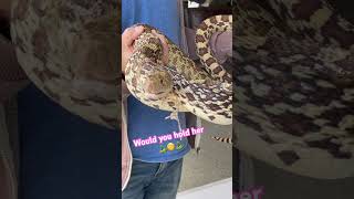 A very cranky Bull Snake 🐍 Wpuld you hold her [upl. by Assetak]