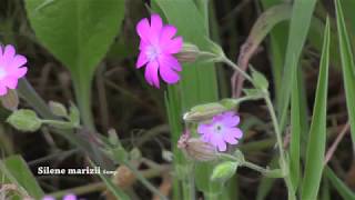 Woodland Wildflowers  Fairy flower  Red Campion amp Silene genus [upl. by Aiouqes]