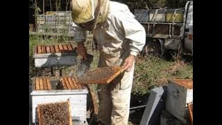 Comment élever les abeilles pour produire du miel et de la propolis [upl. by Razaile]