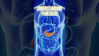 Understanding the Pancreas Endocrine amp Exocrine Functions [upl. by Ynaffit]