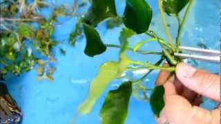 How to propagate Java fern Bolbitus Anubias [upl. by Alvera257]