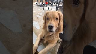 dog youtubeshorts ytshorts doglover goldenretriever [upl. by Kassel]