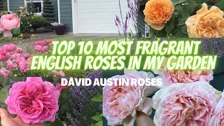 TOP 10 MOST FRAGRANT BEAUTIFUL ENGLISH ROSES IN MY GARDEN [upl. by Affra]