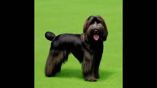 Briard canine kind Facts and information on the Briard dog breed [upl. by Marlette]