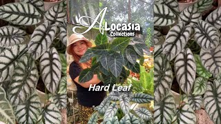 Alocasia Hard leaf Collections [upl. by Chloe526]