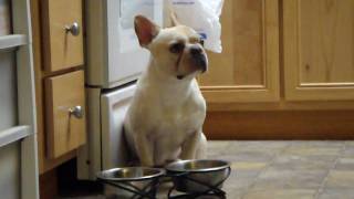 How my French Bulldog Tigger tells me quotI WANT WATERquot [upl. by Wilkie]