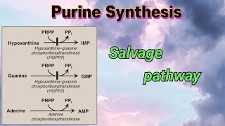 Purine Synthesis  Salvage pathway  purines nucleotides [upl. by Lennej]