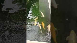 Koi Cyprinus Carpioshortvideo fishvideo [upl. by Micky340]